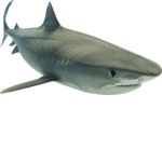 Sharkhuggers