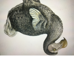 Dodo United