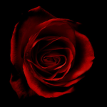 Scarred Roses mafia