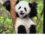 PANDA PEOPLE!!!!!!!!!!!!!!!!!!!!!
