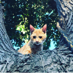 My cat Cheetos group