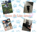 ~Coco and Lou Army <3~