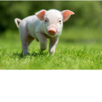The piggy .group