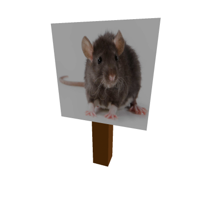 rat