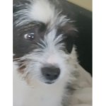 Doggys of roblox