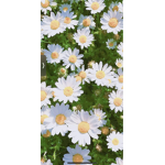 •Spring daisy’s•