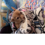 Puppy_dog’s Group