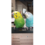 The fluffy bird group