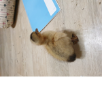 활초초친구들