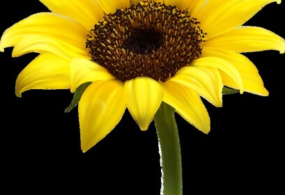 Sunflower Training center!