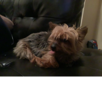 Love always dog