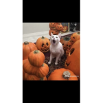 THE DOG AND FURRY GROUP