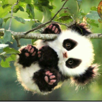 PandaxArmy