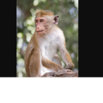 MonkeyForever