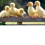 *~-Ducky Squad-~*