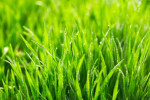 Don't Touch Grass Studios!