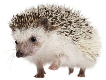 Hedgehog Airlines TM Burrow Airport.