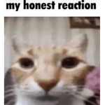 - * royale high trading * -