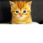 kitten presents