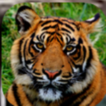 Tigers is my favorite Make a game