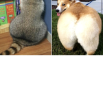 Hi tatertots