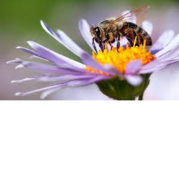 Robloxian Beehive Hangout