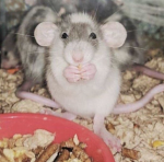 Mouse World Order