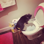 Infamous Cats