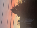 Rosesaregorg