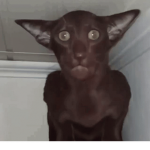 му ℓιттℓє gнσѕтѕ