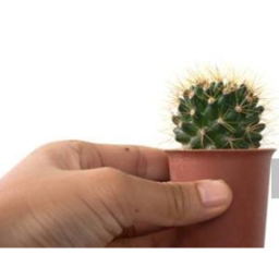 Cactus Game