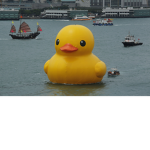 Ultimate Duck Cult