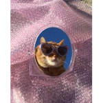 sassy cat