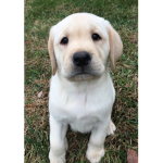 I Love Puppies so much!