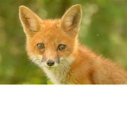 Unfinished Game Life as a Fox (floppa secret)