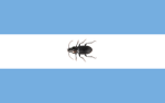 Argentinian Beetles