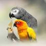 Star The Parrot Squad