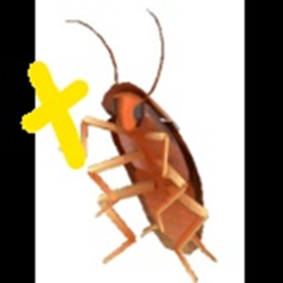 Roach Church