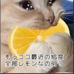 うさぎの部屋
