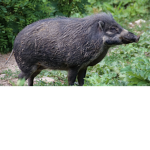 HOGSSSSSSSS