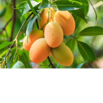 The mango hangout!