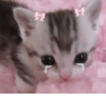 dolsi