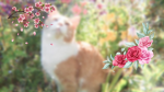 Little cutie cats