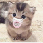 Meow meow kitty group