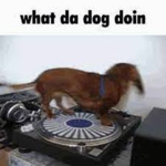 what_the_dog_doin?