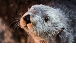 The Otter Group :3