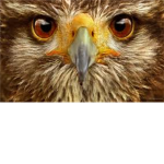 Animal pplz