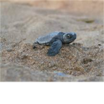 turtles you know their your fav group