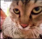 Cat clud eeeeee
