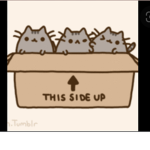 Boba Kats group